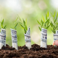 Close-up Of Person's Hand Planting Saplings Covered With American Dollars